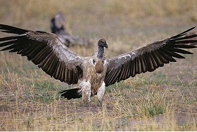 雅达利收购经典经营模拟游戏《过山车大亨3》发行权